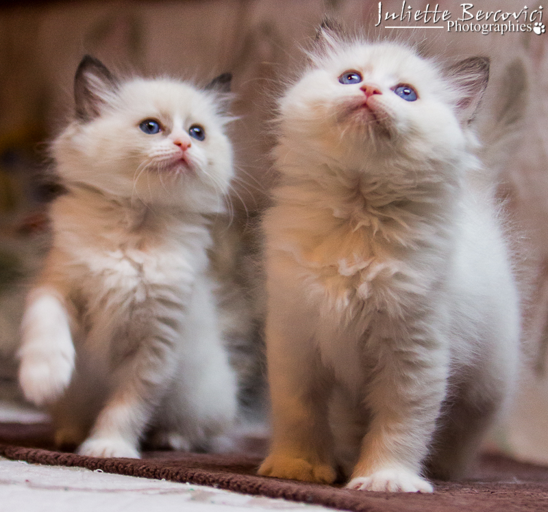 chaton ragdoll disponible chatons ragdolls disponibles à adopter