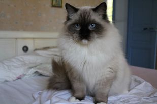 Boomer , ragdoll seal point mitted à l`Ulyssiade