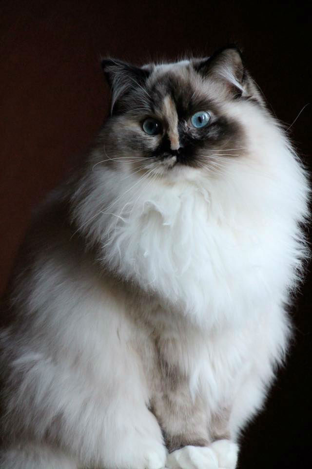Maybe Wonka ragdoll seal tortie point mitted
