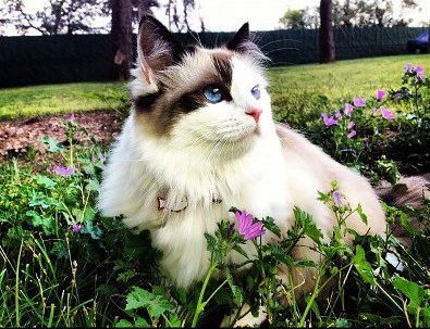 Gigi chaton ragdoll