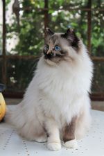 Reglisse Yuzu de l`Ulyssiade ragdoll seal tortie point mitted