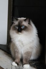 Boomer , ragdoll seal point mitted à l`Ulyssiade