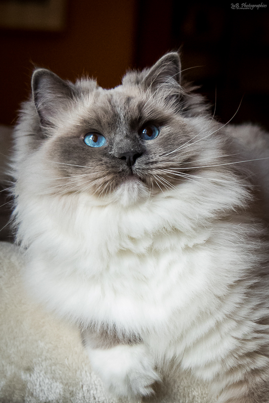 Skye ragdoll belu mitted par Juliette