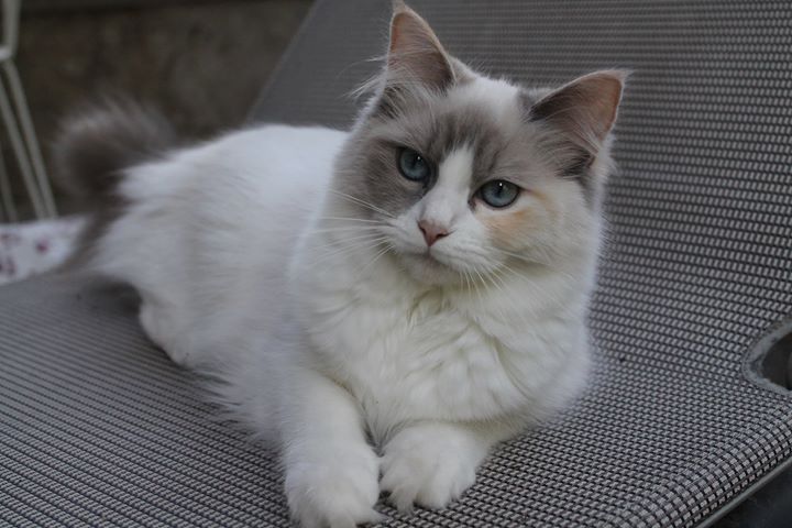 Neolya de l`Ulyssiade blue tortie point et blanc bicolore