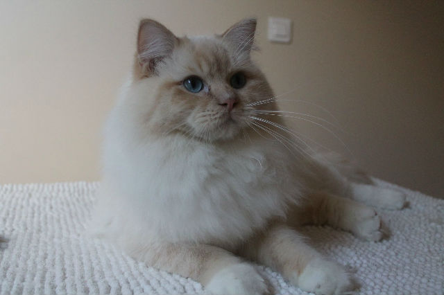 Miyazaki de l`Ulysisade, ragdoll creme mitted