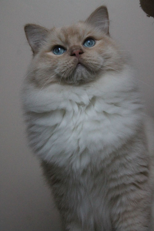 Miyazaki de l`Ulyssiade, ragdoll crème mitted