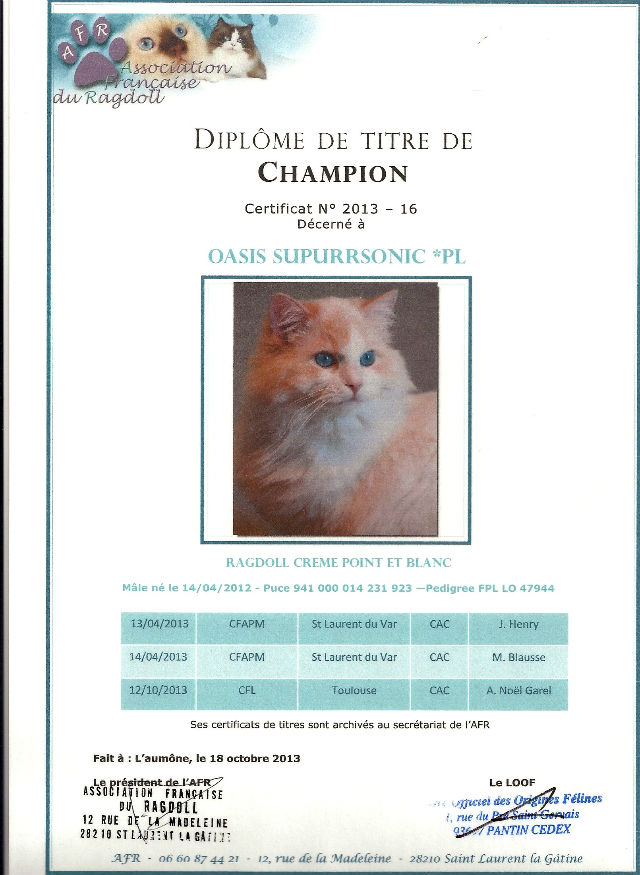 Champion titre ragdoll