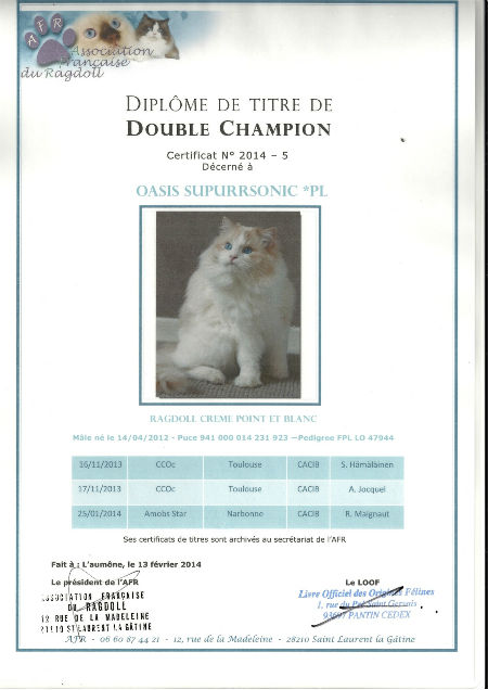 Titre double champion ragdoll Oasis