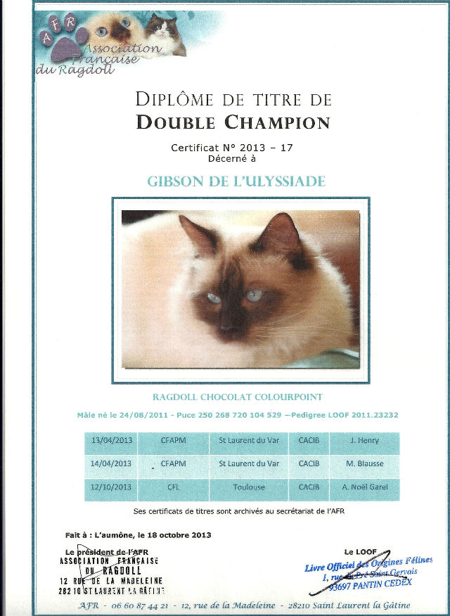 Titre double champion ragdoll