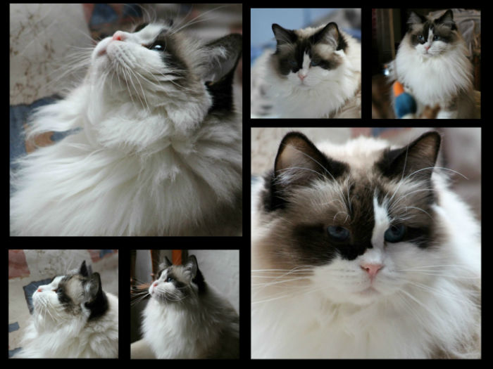 escale ragdoll seal bicolore 7 ans