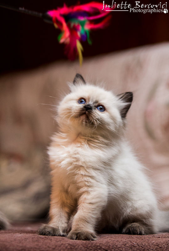 chaton ragdoll disponible chatons ragdolls disponibles à adopter