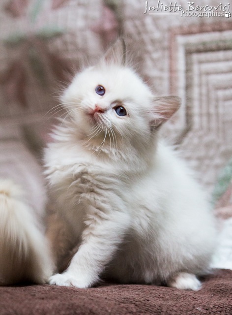 Hexpresso de l`Ulyssiade chaton ragdoll