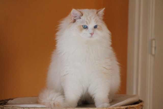 ragdoll crème bicolore Oasis