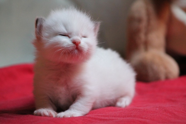 Hendrix de l`Ulyssiade, chaton ragdoll