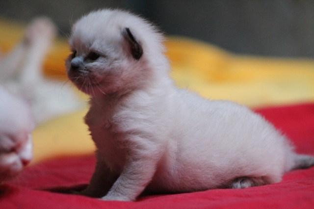 Haddock de l`Ulyssiade, chaton ragdoll