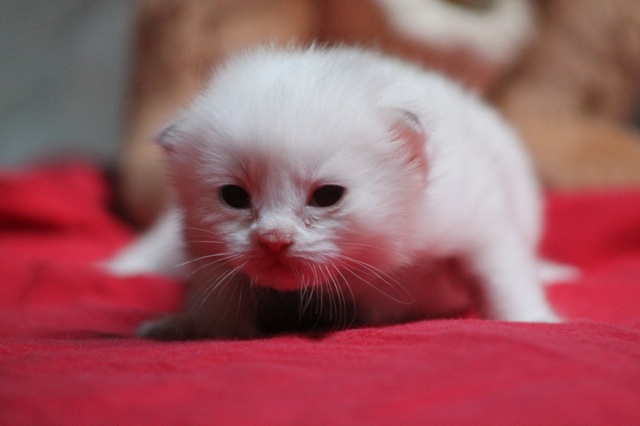Hexpresso de L`Ulyssiade chaton ragdoll