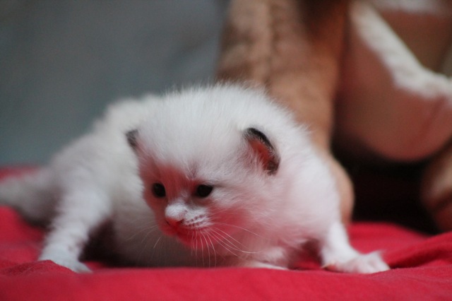 Hysiad de l`Ulyssiade chaton ragdoll