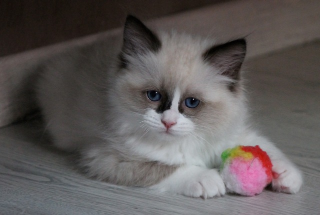 Chaton ragdoll Isis de l`Ulyssiade