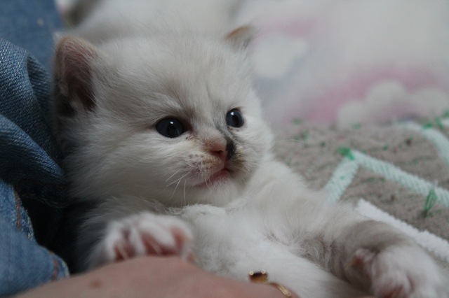 seal tortie point mitted split face