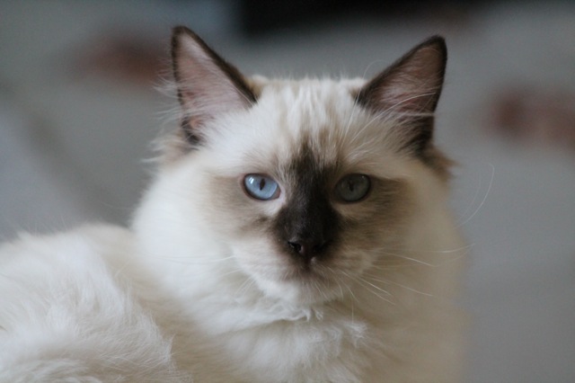 Gibson de l`Ulyssiade ragdoll mâle