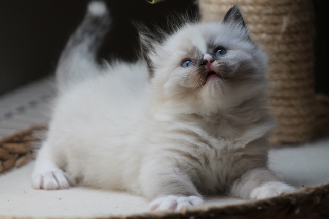 chaton ragdoll seal mitted