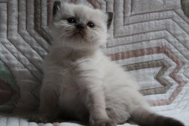 Haddock de l`Ulyssiade, chaton ragdoll