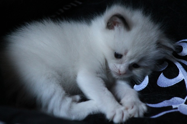 Hysiad de l`Ulyssiade chaton ragdoll