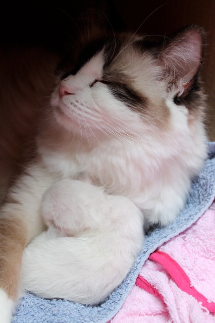 Maman ragdoll