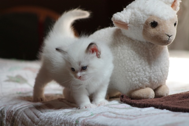 Hendrix de l`Ulyssiade, chaton ragdoll