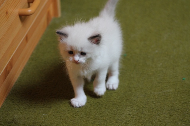 Hysiad de l`Ulyssiade chaton ragdoll