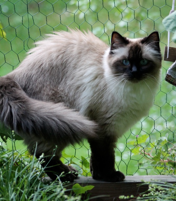 Gianadda de l`Ulyssiade ragdoll femelle 2 ans