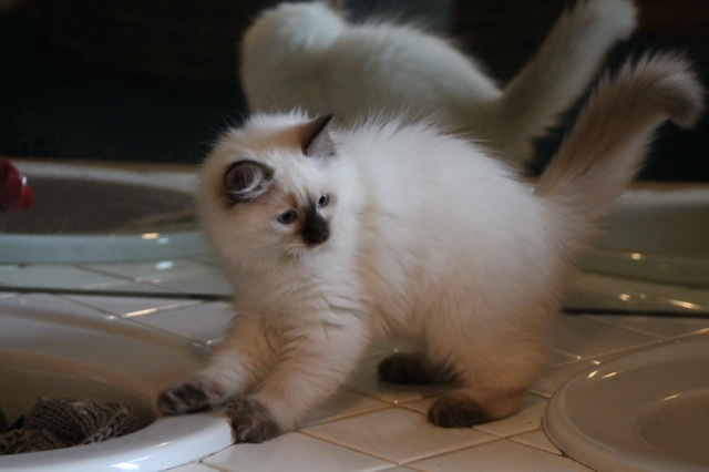 Irresistible Clovis chaton ragdoll