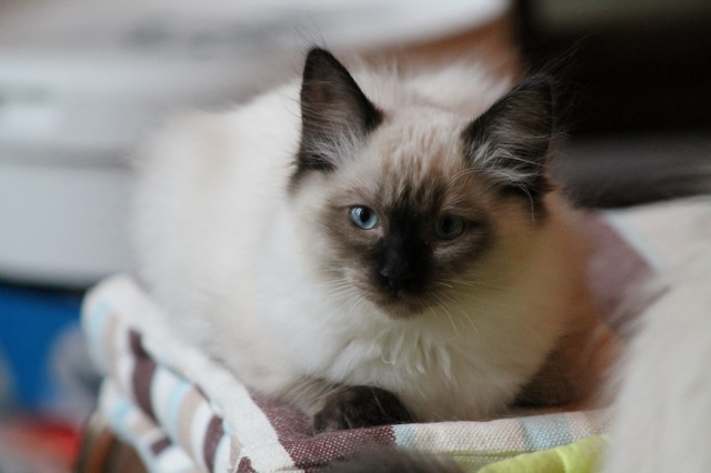 Isatys de l`Ulyssiade chaton ragdoll seal point