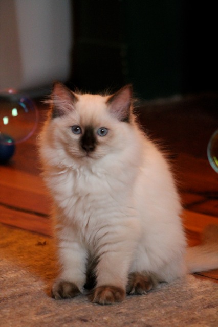 Ibanez ragdoll chaton