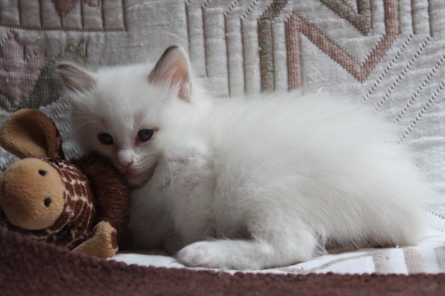 Hexpresso de l`Ulyssiade chaton ragdoll