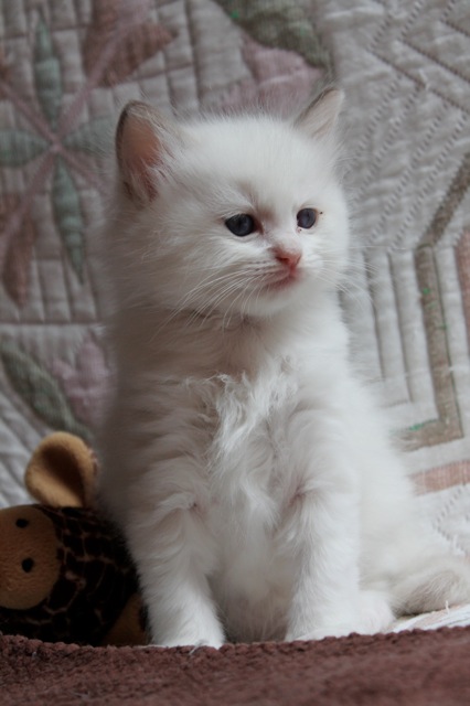 Hexpresso de l`Ulyssiade chaton ragdoll