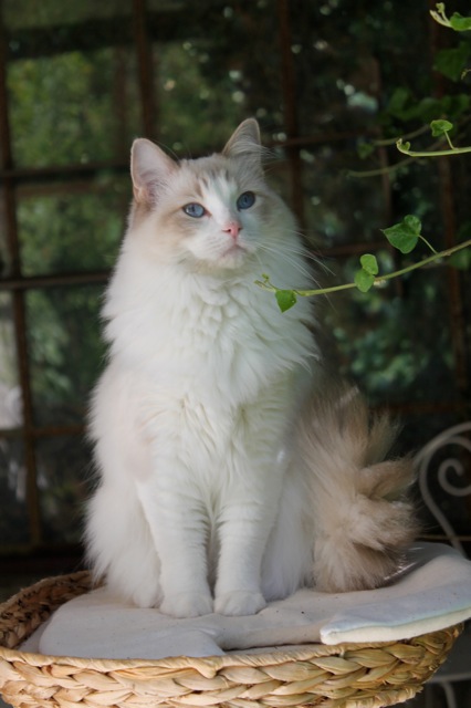 Fame femelle ragdoll 