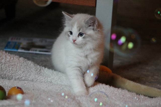 Jarvis de l`Ulyssiade, ragdoll 8 sem