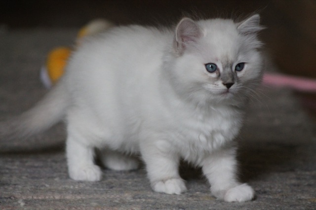 Joplin de l`Ulyssiade, ragdoll 8 semaines