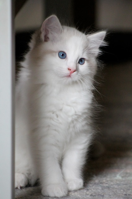 Jagger de l`Ulyssiade ragdoll