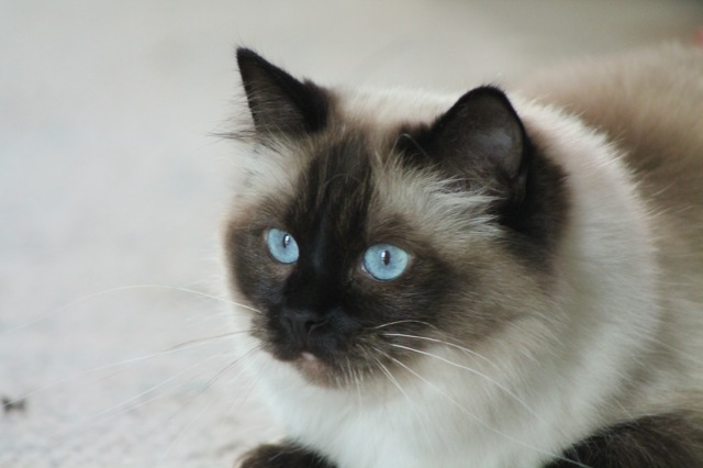 Gianadda de l`Ulyssiade ragdoll femelle 2 ans