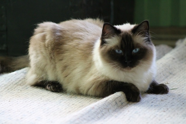 Gianadda de l`Ulyssiade ragdoll femelle 2 ans