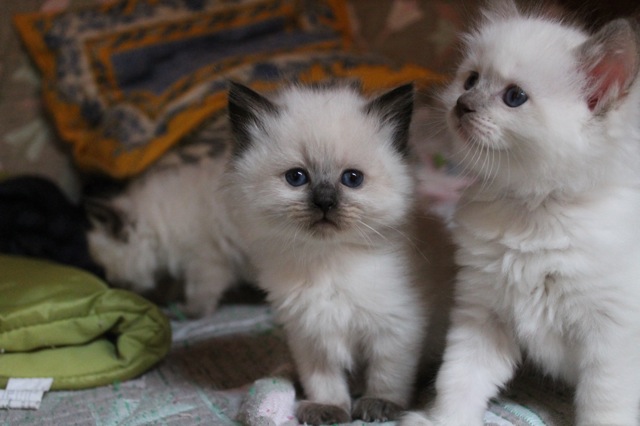 portée d`Escale chatons ragdolls