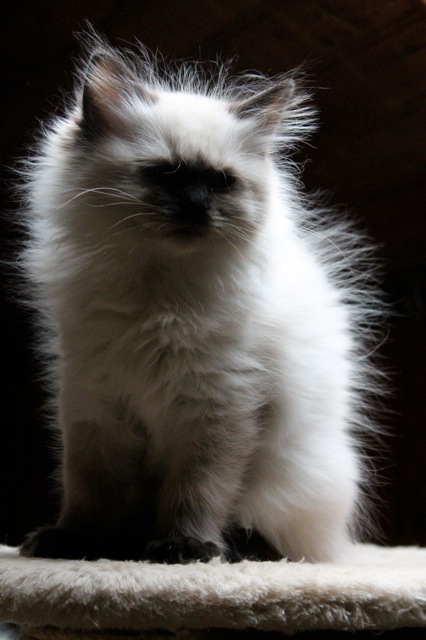 Haddock de l`Ulyssiade ragdoll
