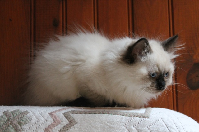 Haddock de l`Ulyssiade,ragdoll