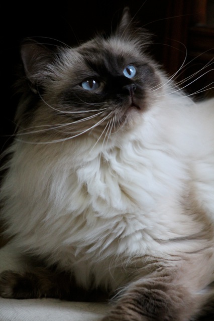 Gibson de l`Ulyssiade ragdoll mâle chocolat