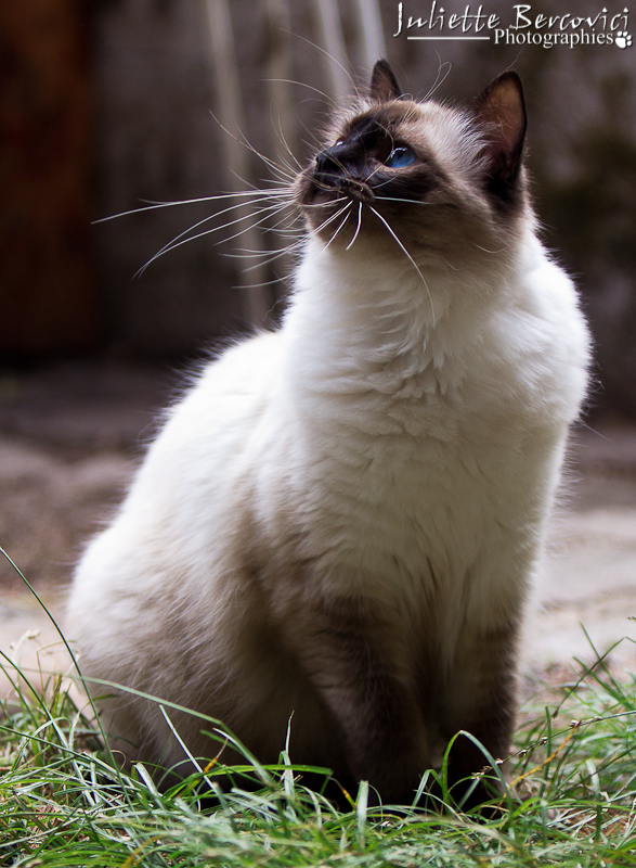 Gianadda de l`Ulyssiade ragdoll femelle