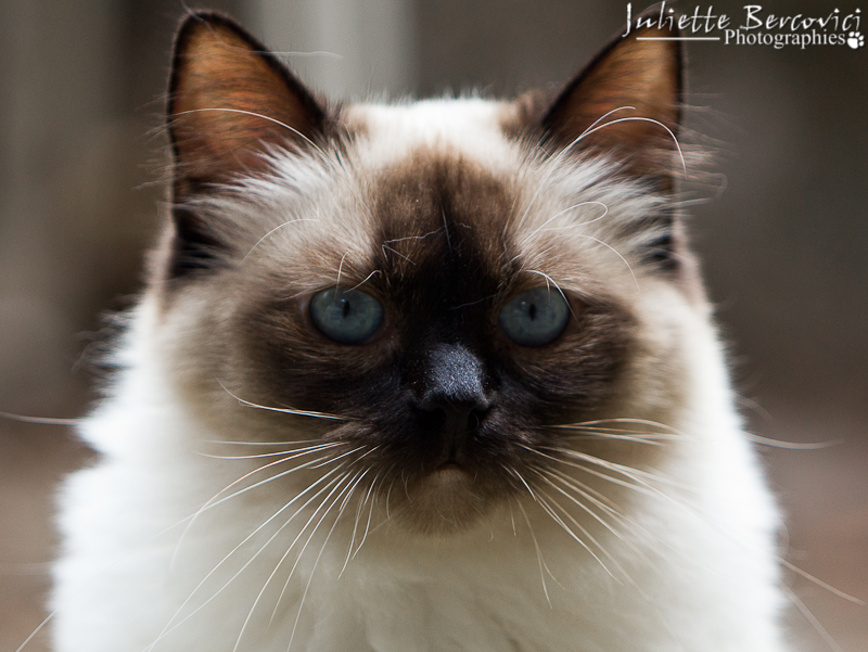 Gianadda de l`Ulyssiade ragdoll femelle