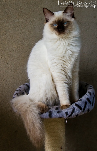 Gibson de l`Ulyssiade ragdoll mâle 9 mois