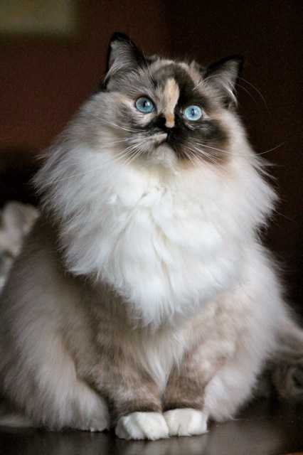 Maybe Wonka de l`Ulyssiade, ragdoll seal tortie point mitted